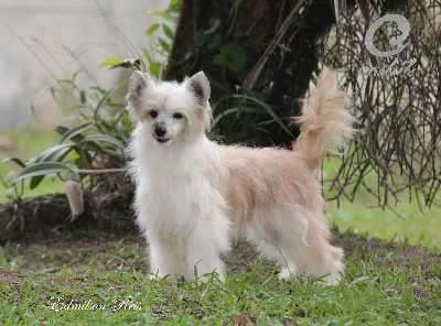 Eashik's Paloma Picasso