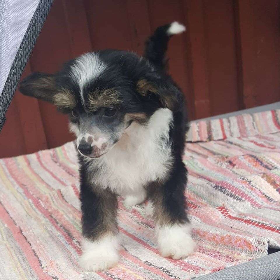 Spotifly Fascination