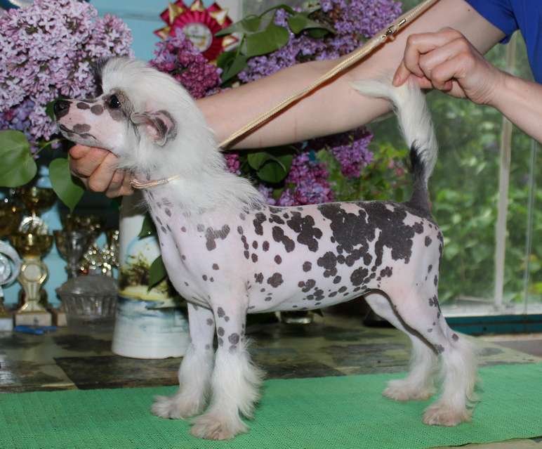 Angel O Check Vasilisa