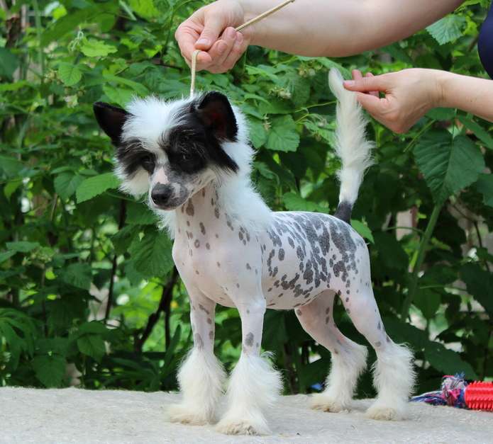 Angel O Check Verona