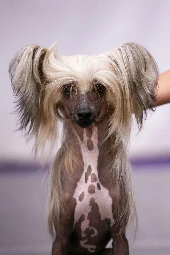 Bat Shon Bentli Dlya Liris