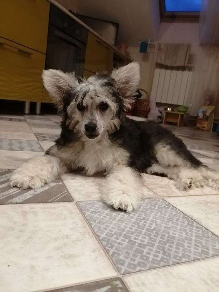 Bravo Dushechka , Bravo , Dlya Liris