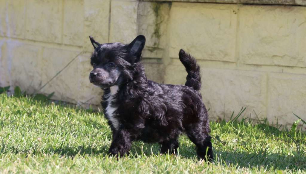 Empress Princes de la Roses