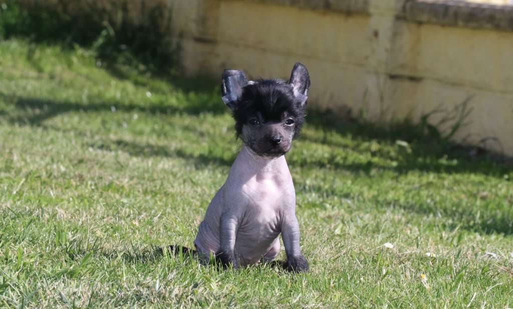 Enjoy The Silence Princes de la Roses