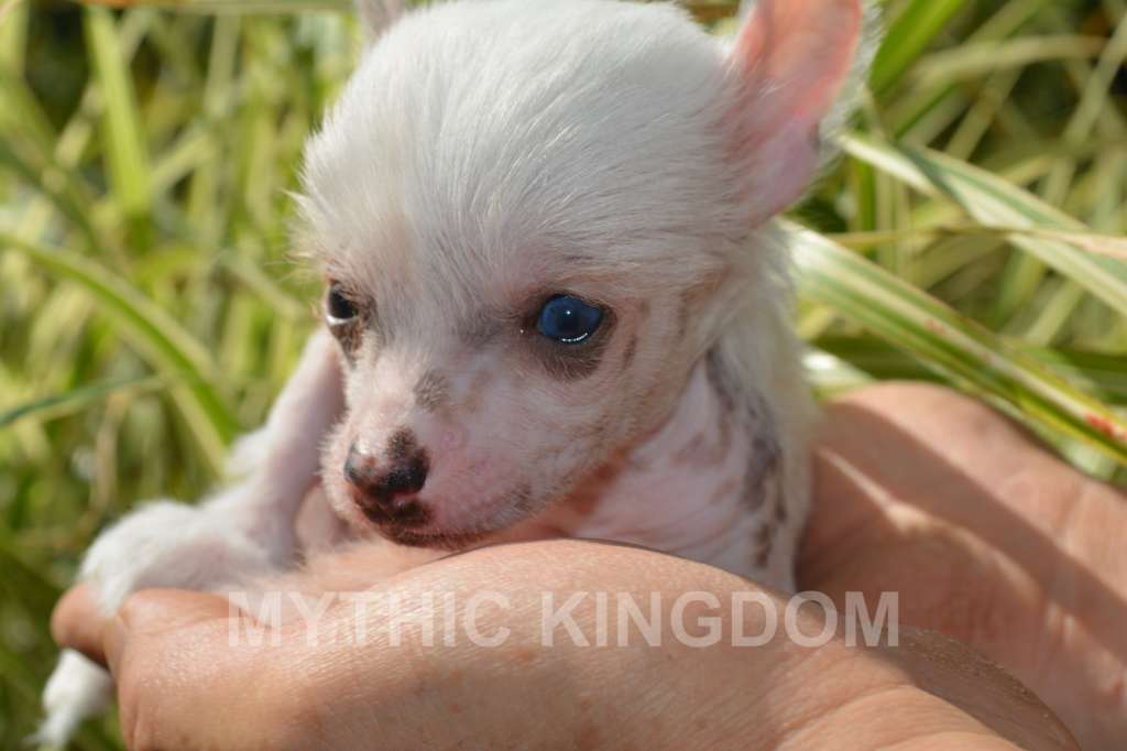 Mythic Micro Nano Bite