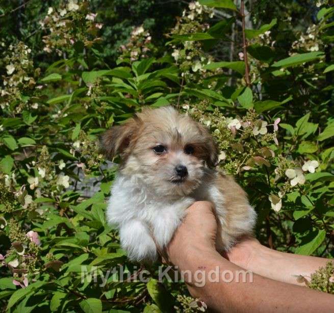 Mythic Little Bit of Crystal Delite