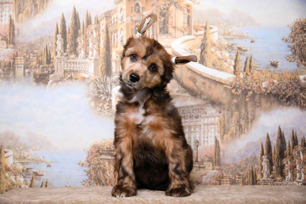 Aurum Time Almond Ice Cream