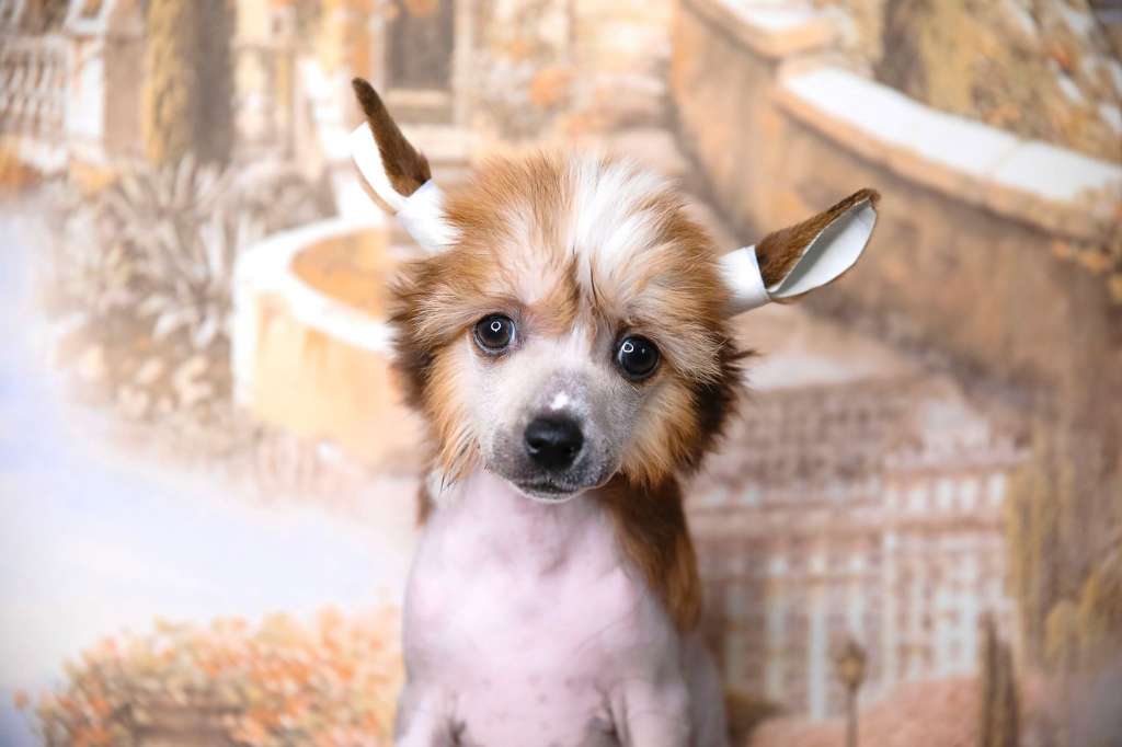 Aurum Time April Kiss