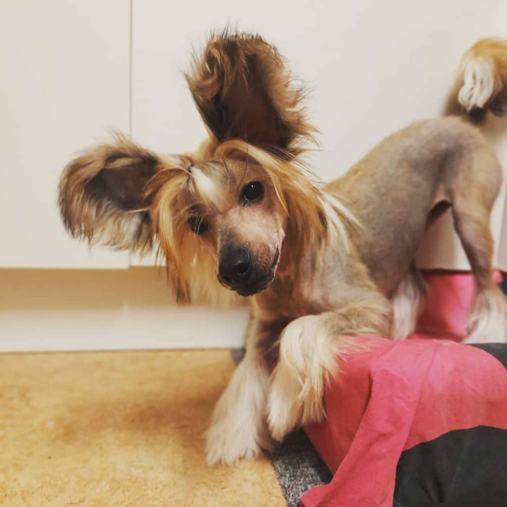 Spotifly Future Legend