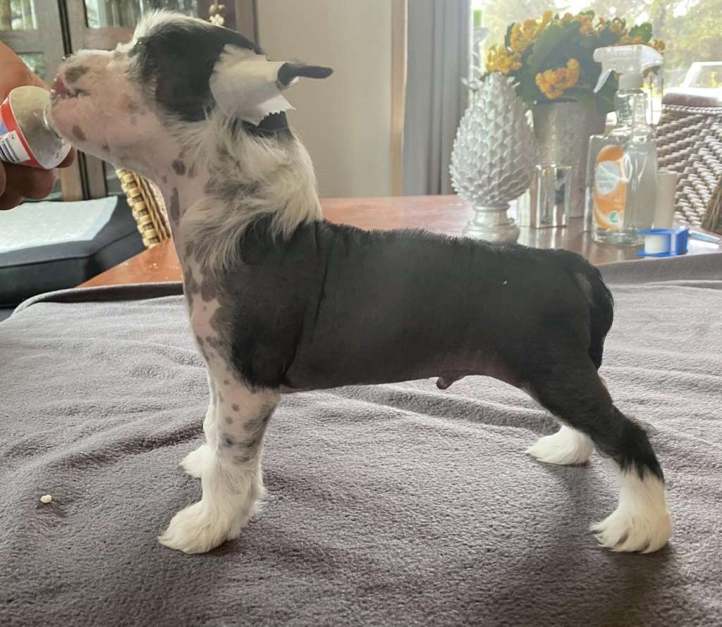 Jakantoh?s Fernandoh