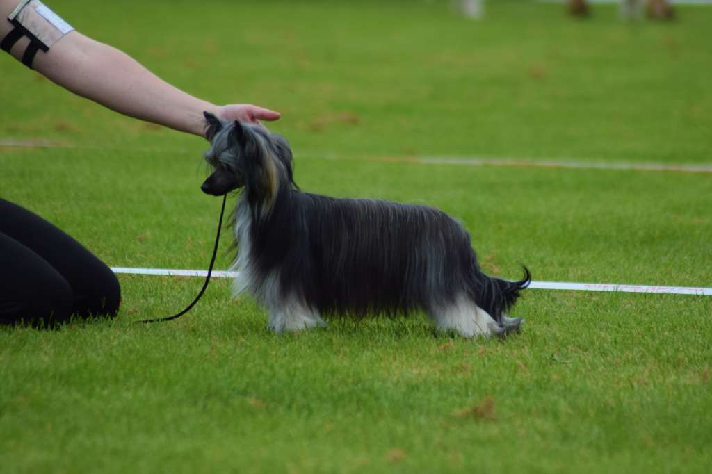 Kalimera's Summer Dancer