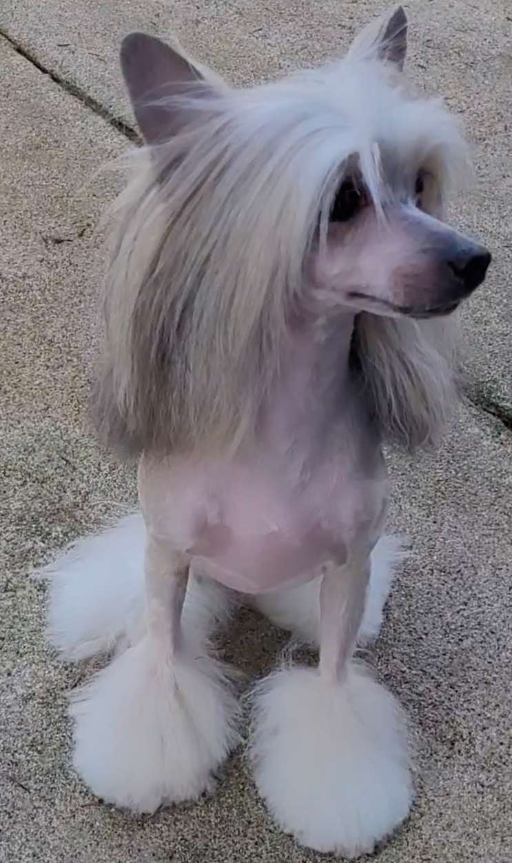 Valour's To Brie or Not To Brie