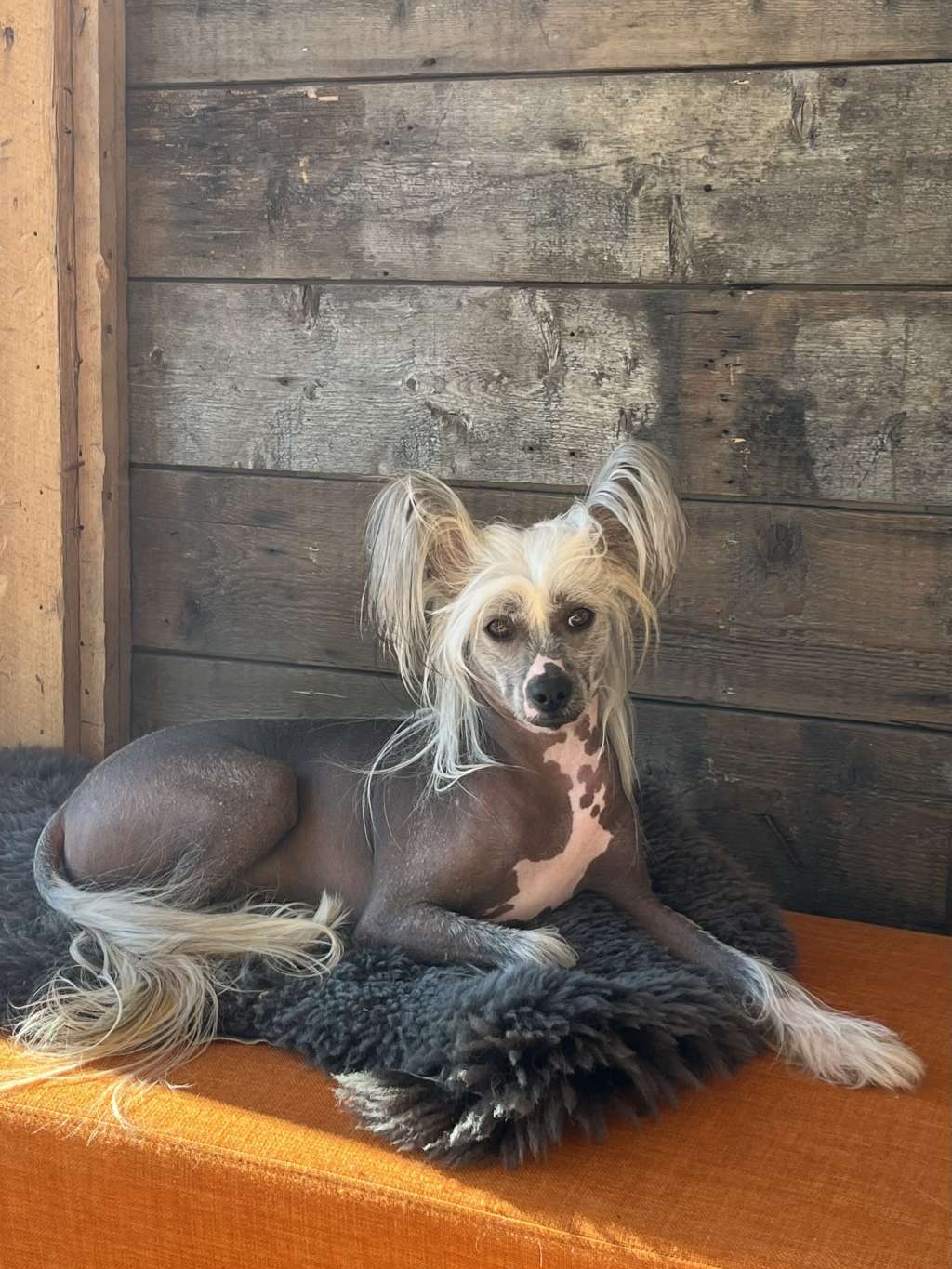 Artic Flyer's Freaking Me Out