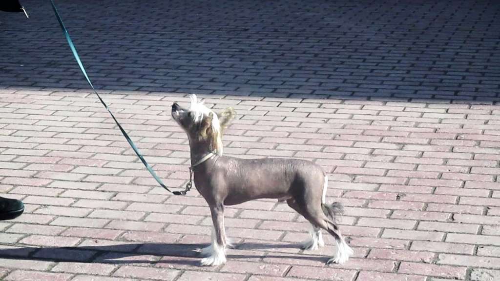 Art Rebellion Undressed For Success