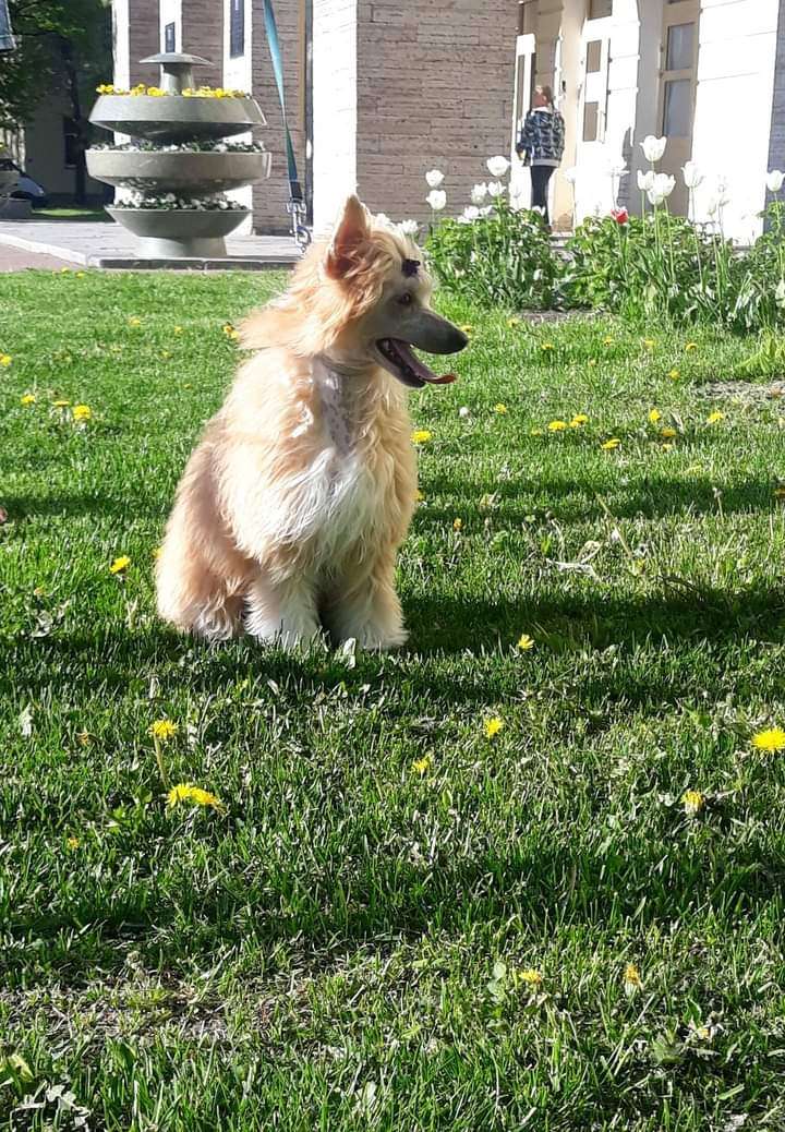 Art Rebellion Uncrowned Gambler