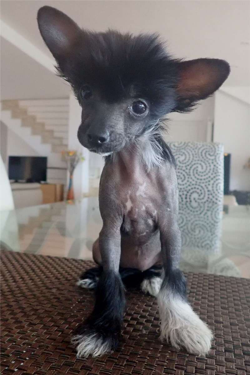 Ptéra des Zéphyrs de l'Olympe