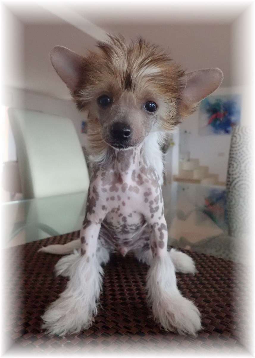 Punky des Zéphyrs de l'Olympe