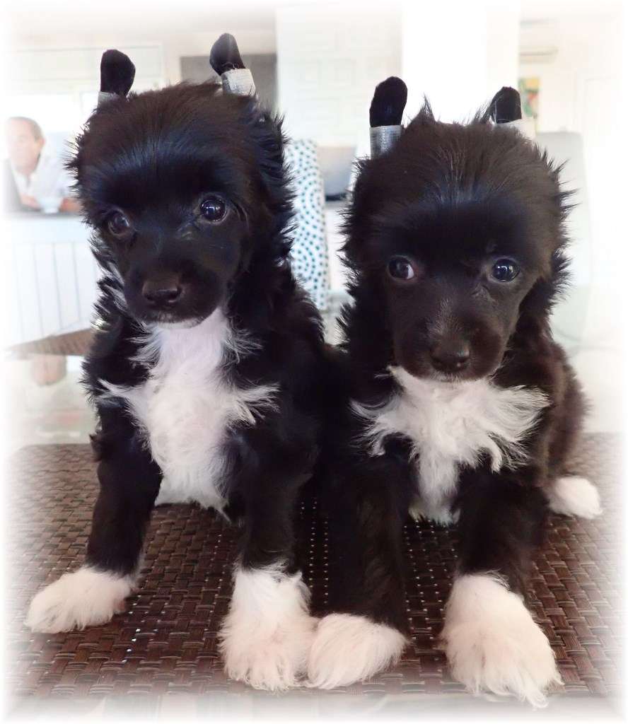 Peköe des Zéphyrs de l'Olympe