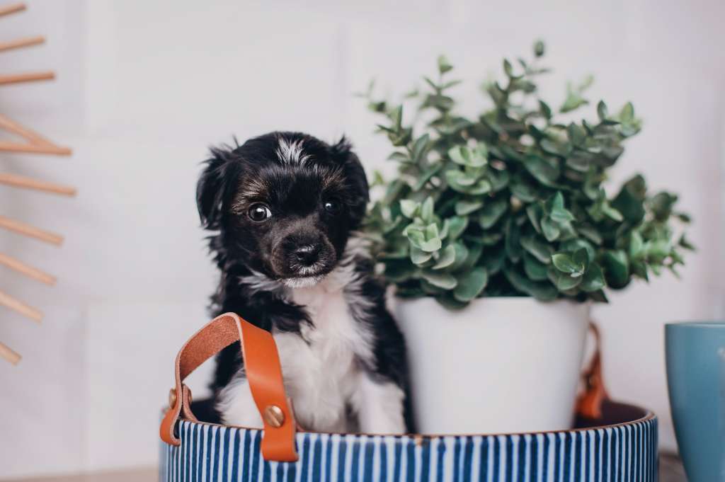 Rufus Draconis Imperator