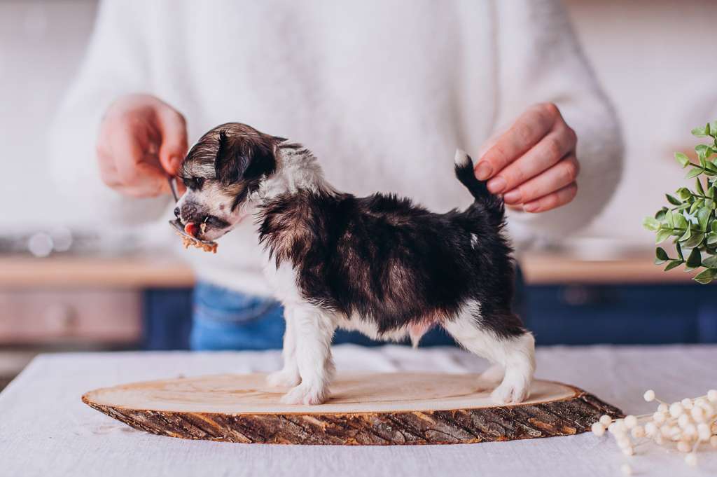 Rufus Draconis Incognito