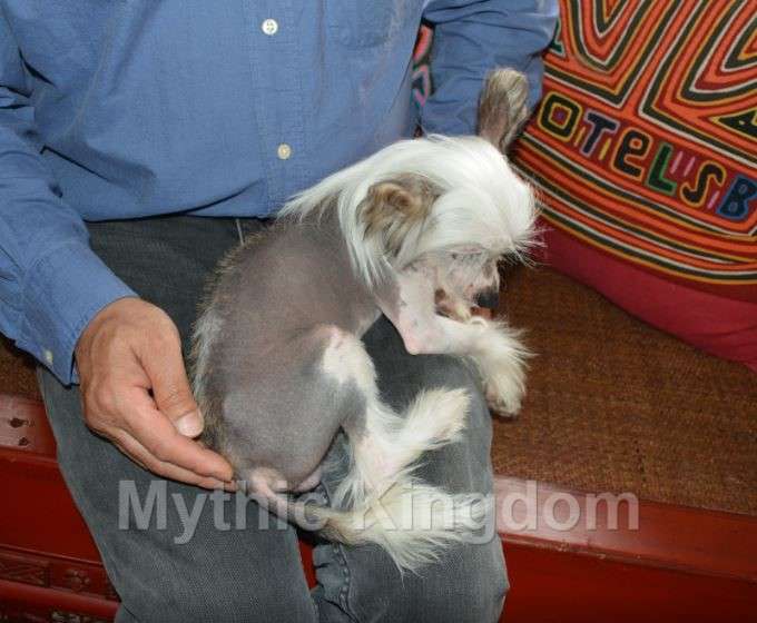 Mythic GDragon Super Star