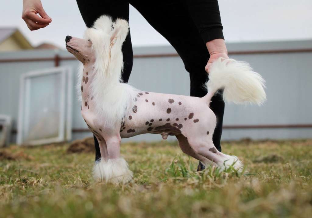 Mano Ponis Zizzy Top