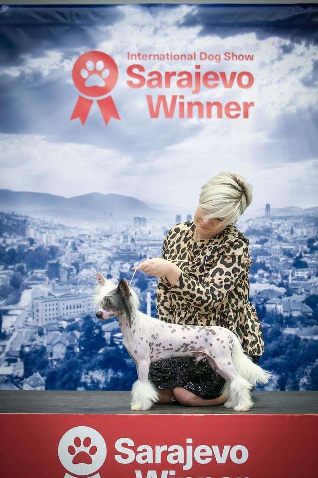 Mano Ponis Zig Zag of Luck