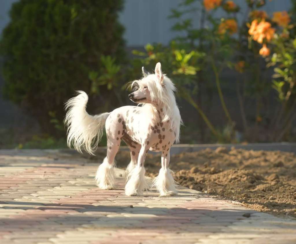 Mano Ponis Zest in HitLine Ltd