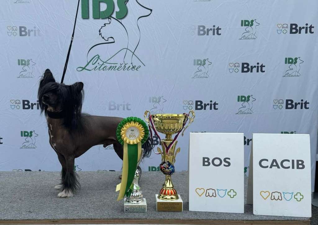 Grand CH,CH. N.Can Divit Garden Roses