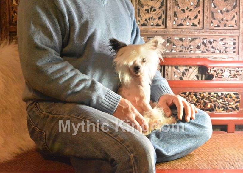 Mythic Little Blue Lily