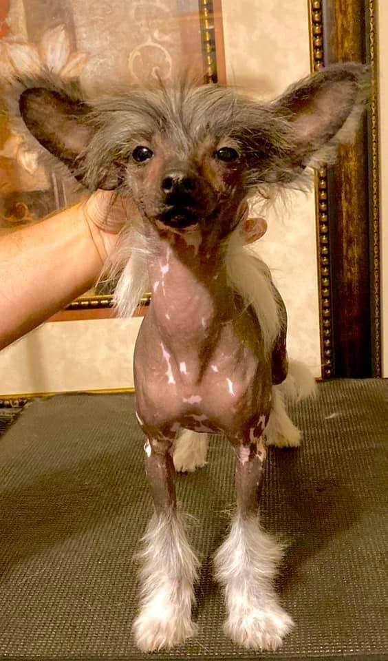 Speechless The Bare Naked Truth