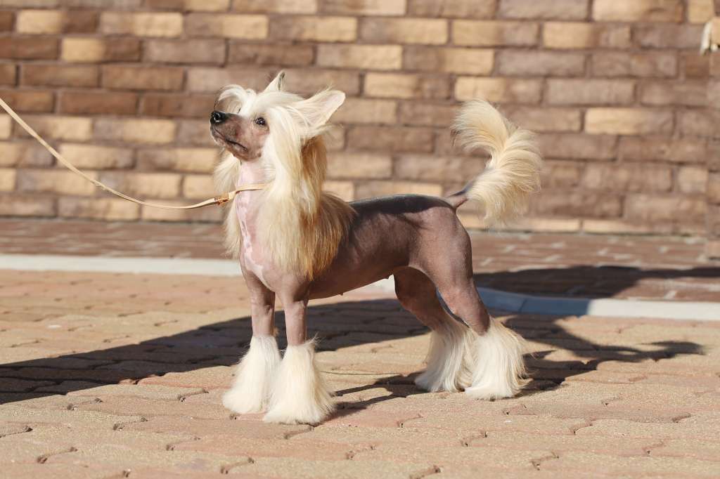 Incanto Del Mondo Art To Being a Queen