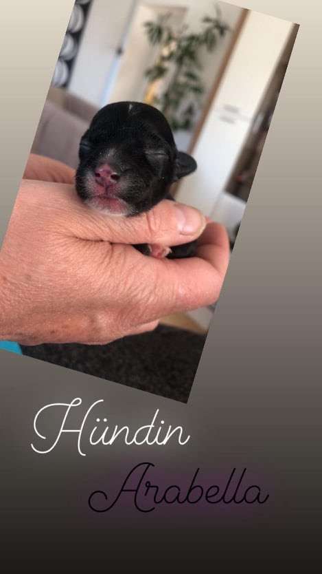 Arabella vom Jay's Löwenhof