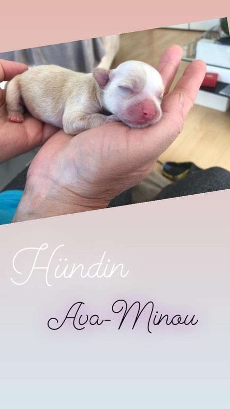 Ava-Minau vom Jay's Löwenhof