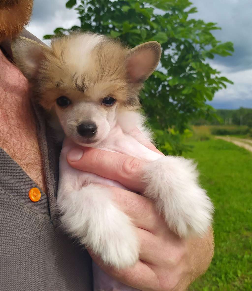 Apriori Vip Innuendo