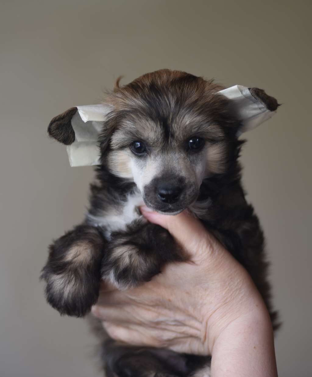 Uliss iz Sozvezdiya Khana