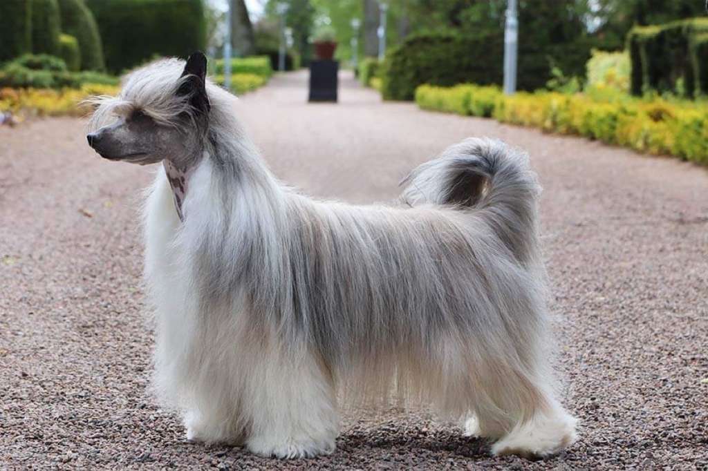 Nomilas Jerry Did I Tell You