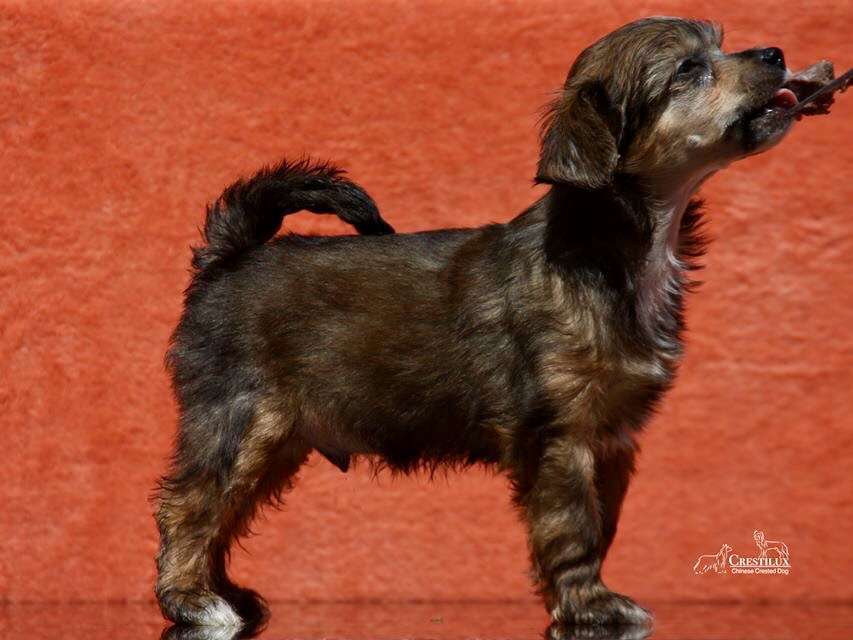 Crestilux Exotic Evening