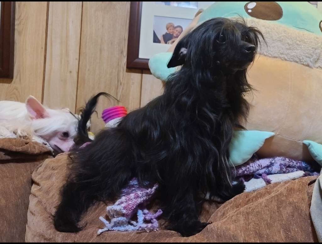 Long Haul's Radiant Event Horizon