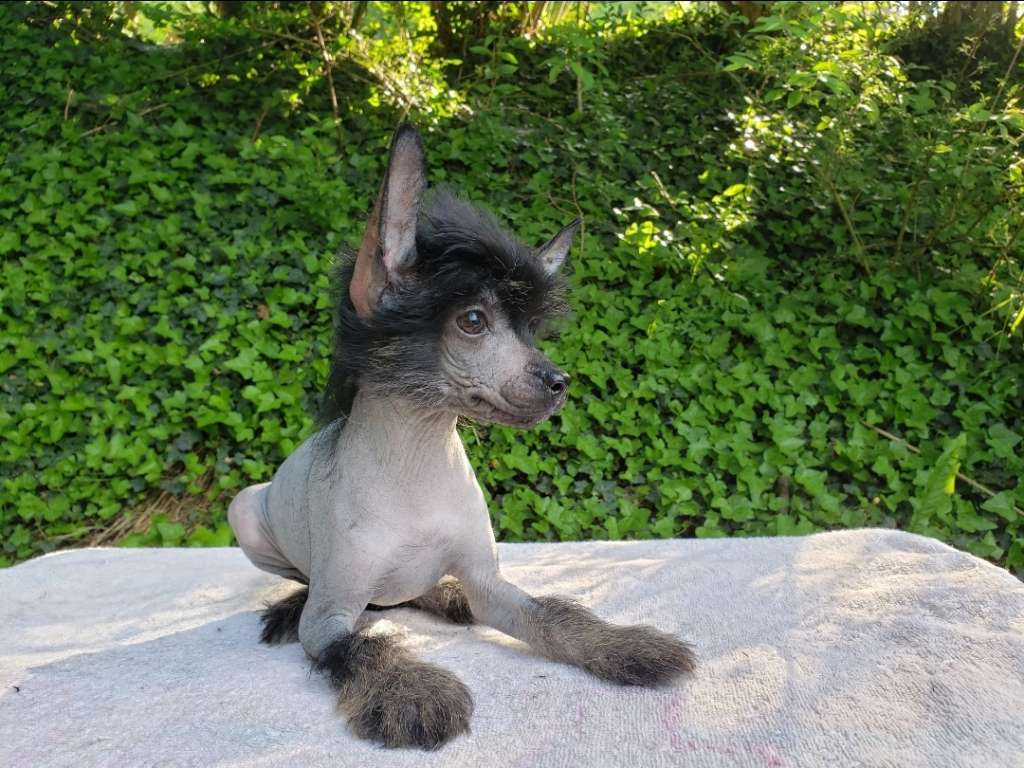 Long Haul's Solar Flares of Taurus Electra