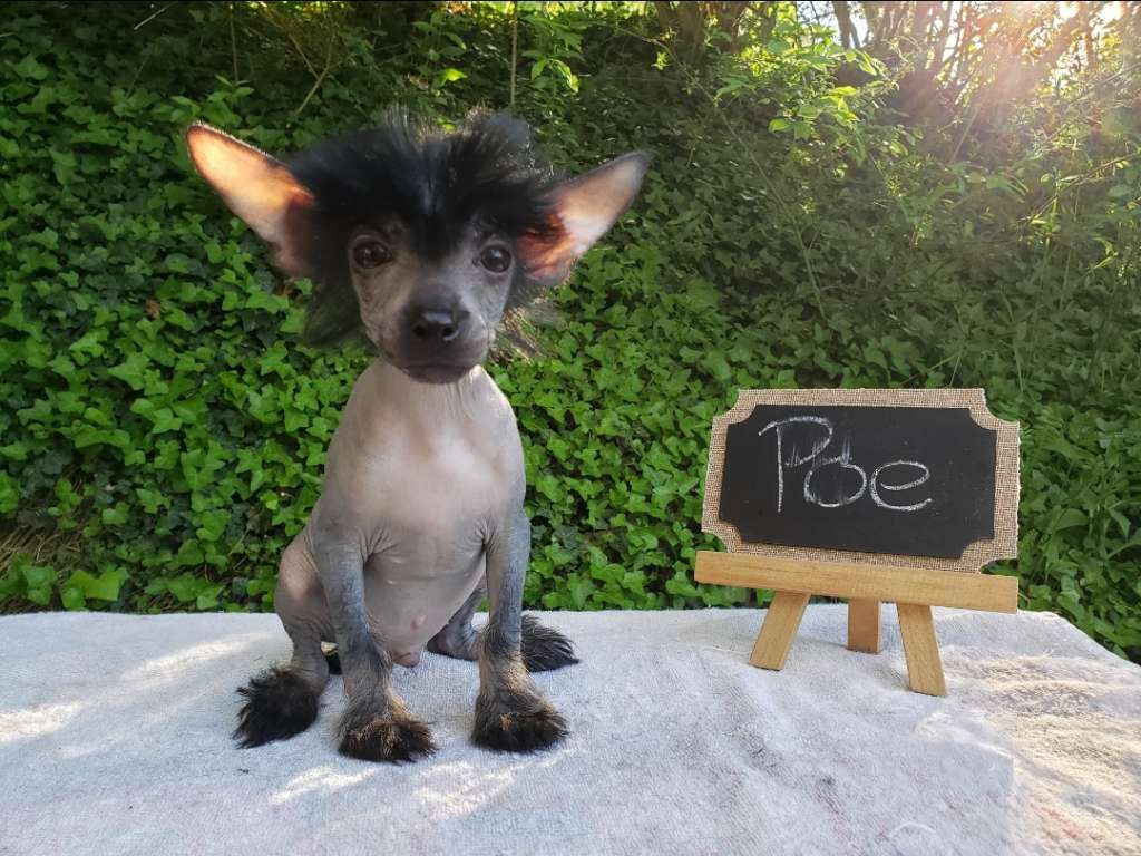 Long Haul's Dark Energy Phenomenon