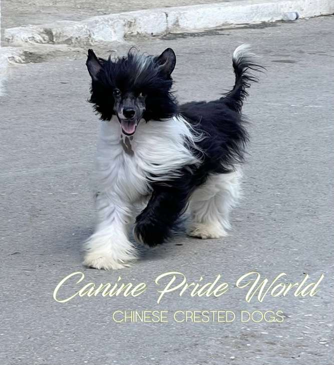 Canine Pride World Twuingo