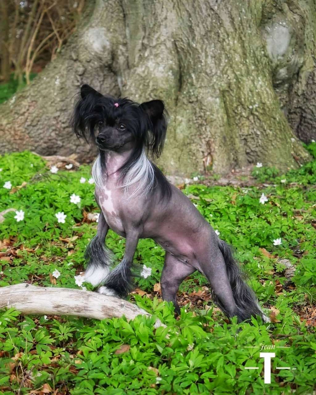 EXxiino's Crazy Hair Don't Care