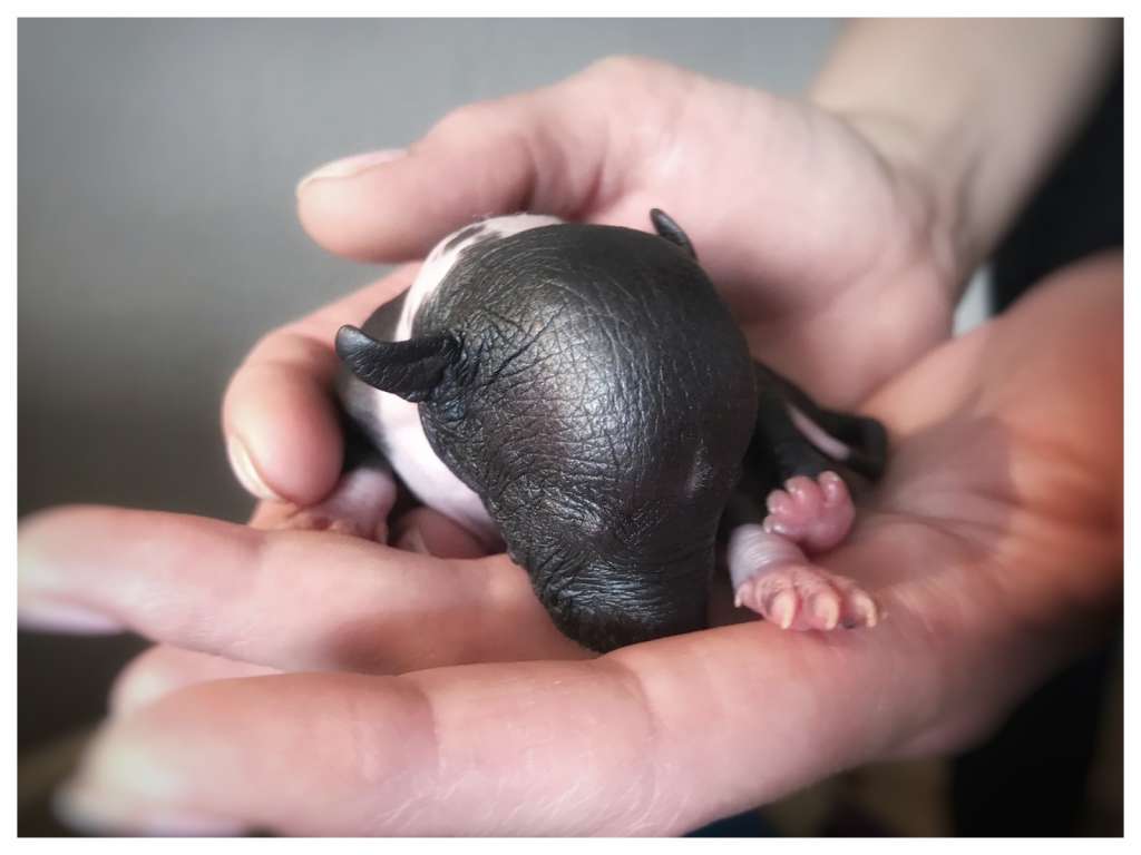 EXxiino's Crazy Dude With Attitude