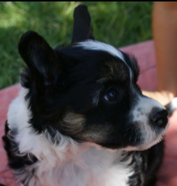 Achi of Milena's Kingdom