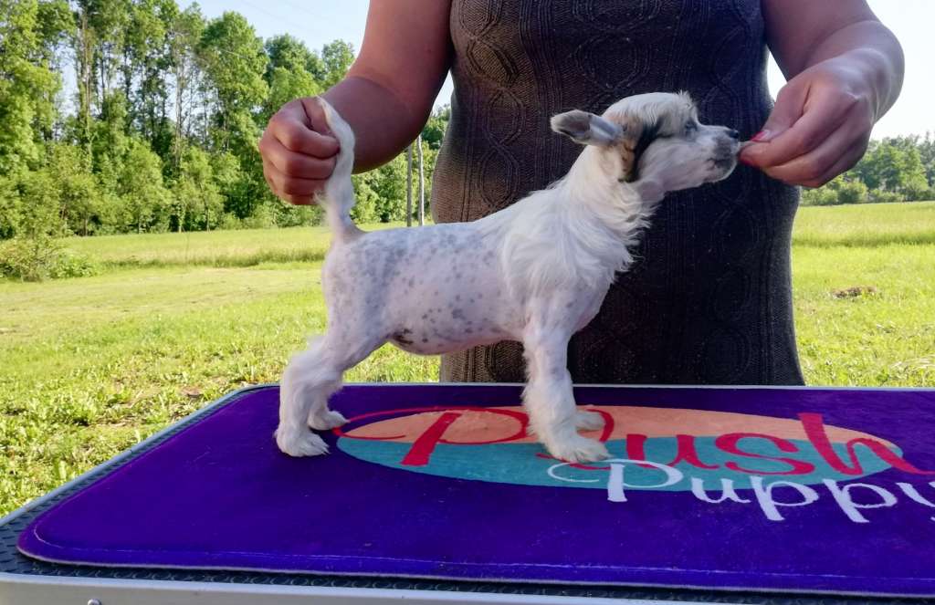 Epic Beauty Laminacka