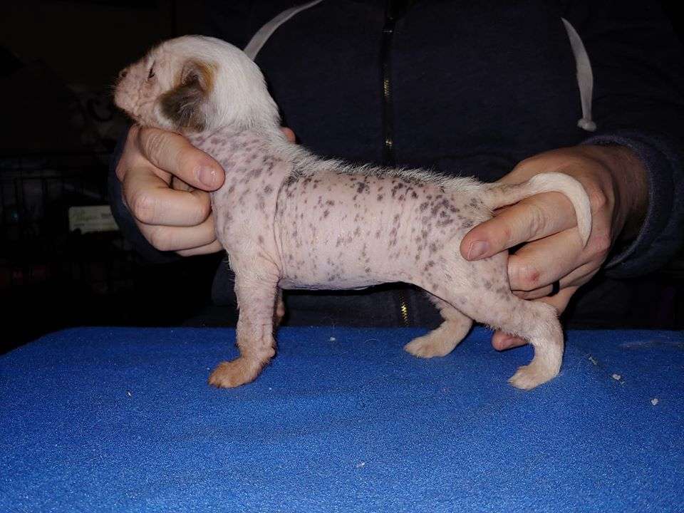 Gardine Aiming Right at You