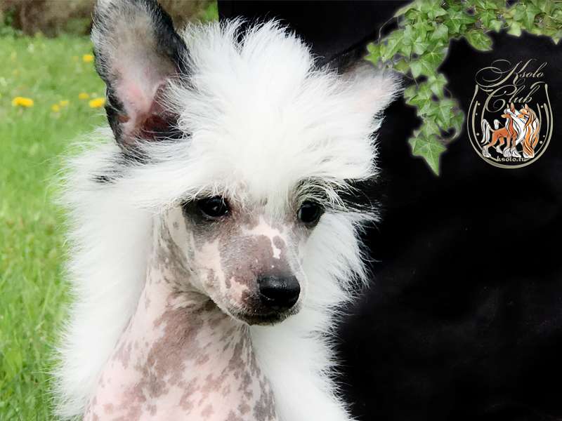 Ksolo Club Gollywood