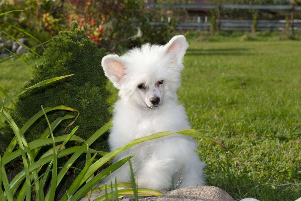 Ksolo Club Desertstorm