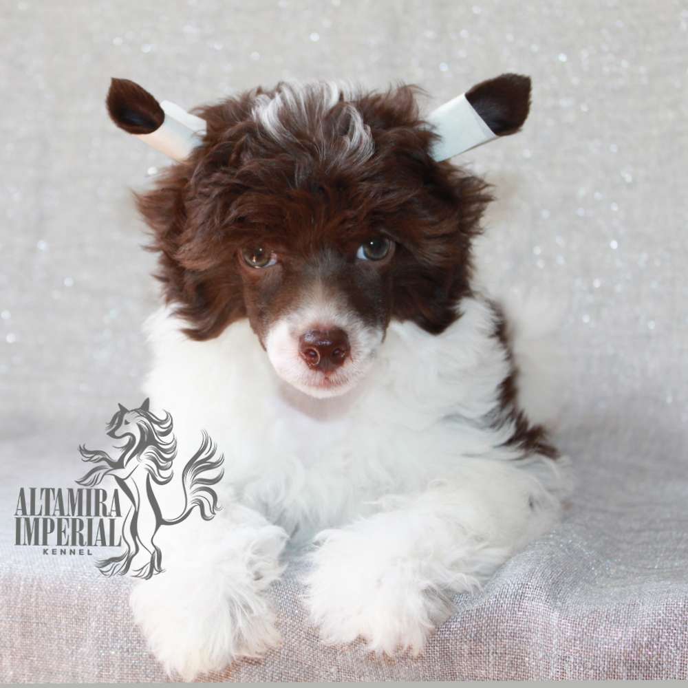 Altamira Imperial Dante